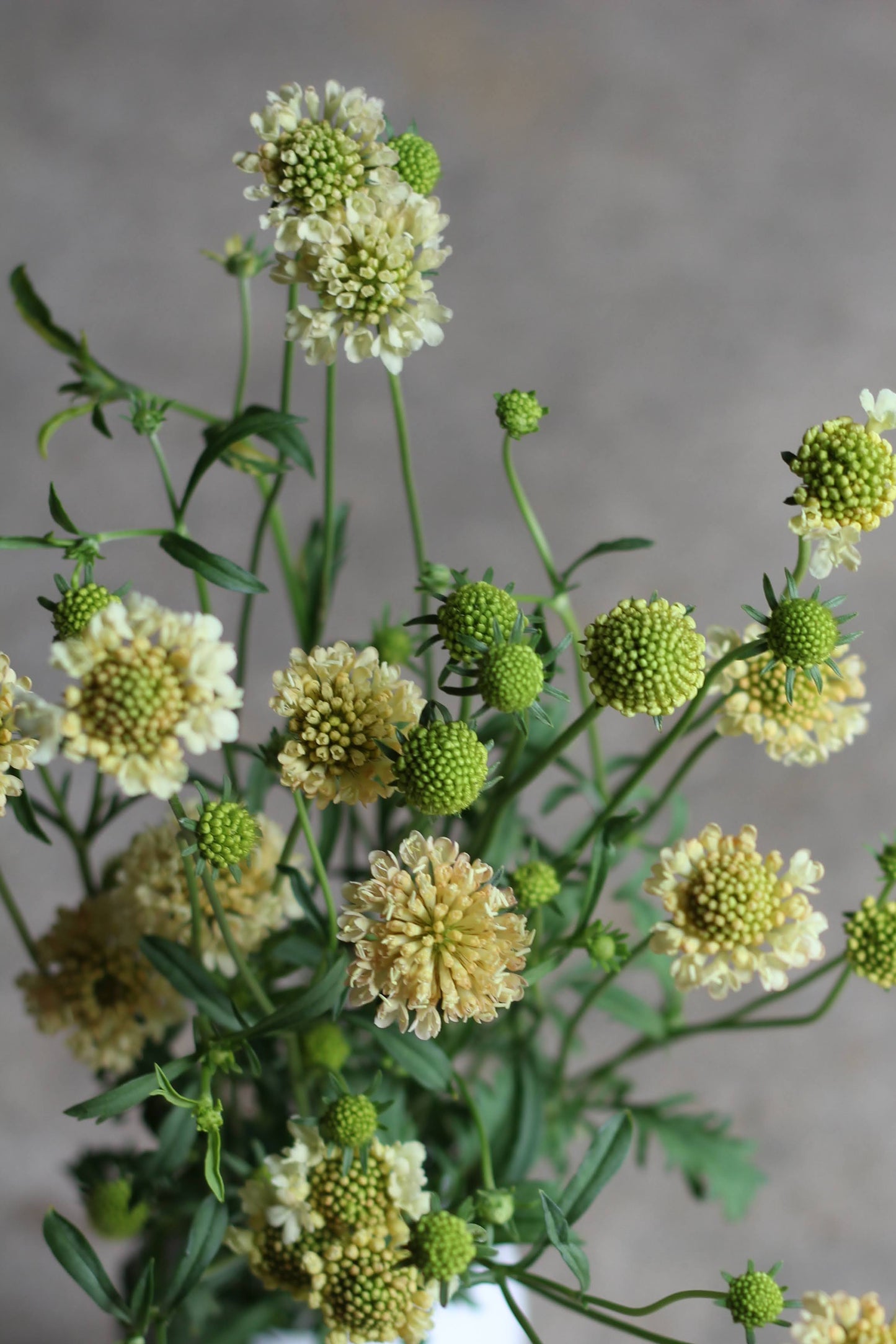 Scabiosa Fata Morgana - 3 Pack