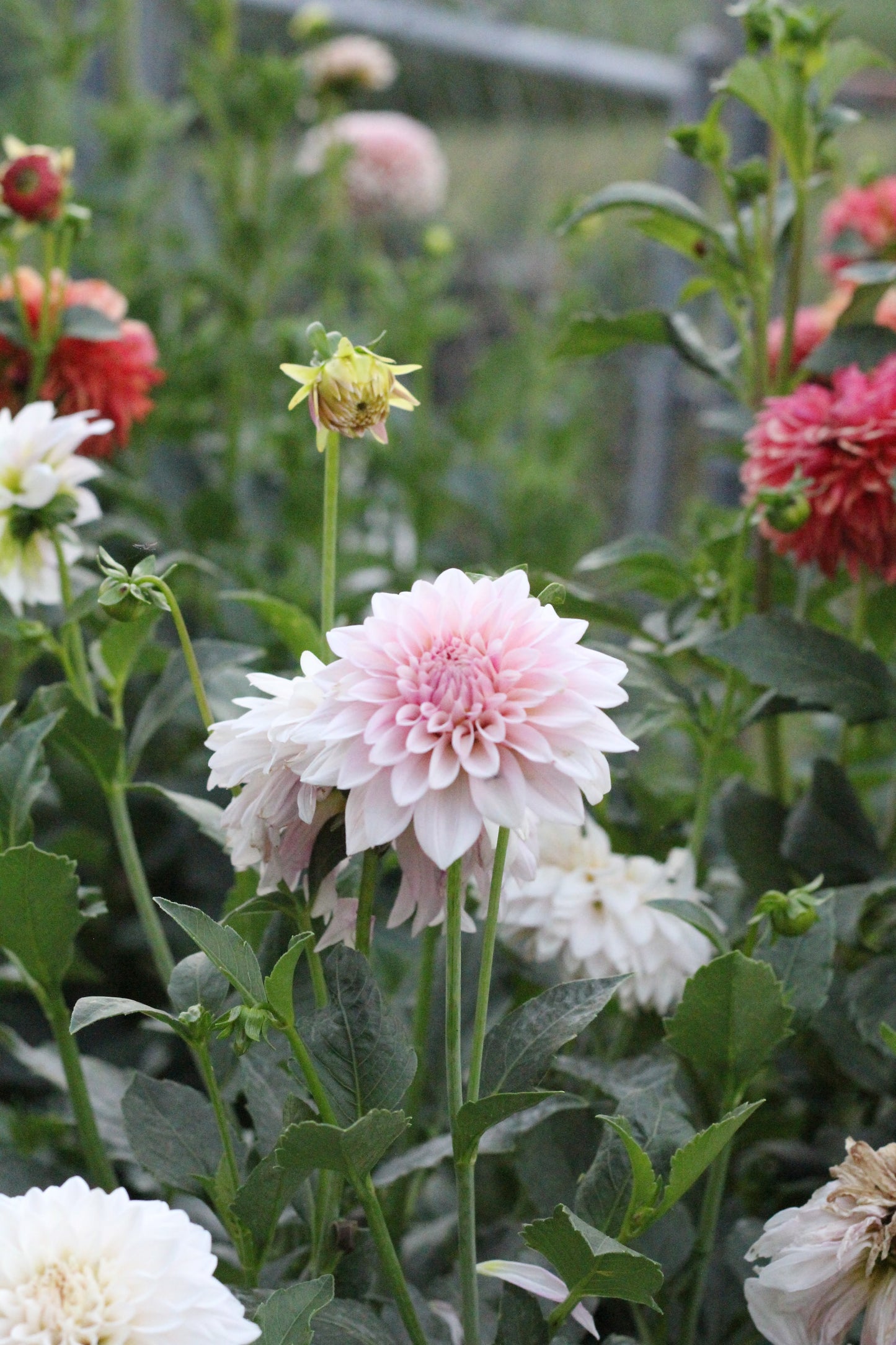 Dahlia KA's® Mocha Jake