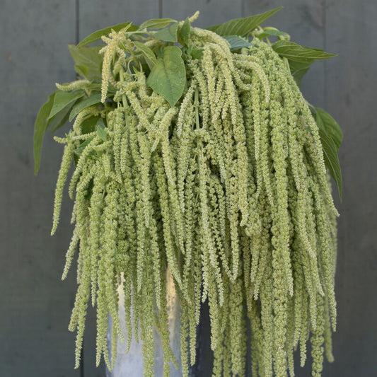 Amaranth Emerald Tassels - 3 Pack