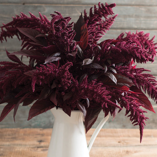 Amaranth Red Spike - 3 Pack
