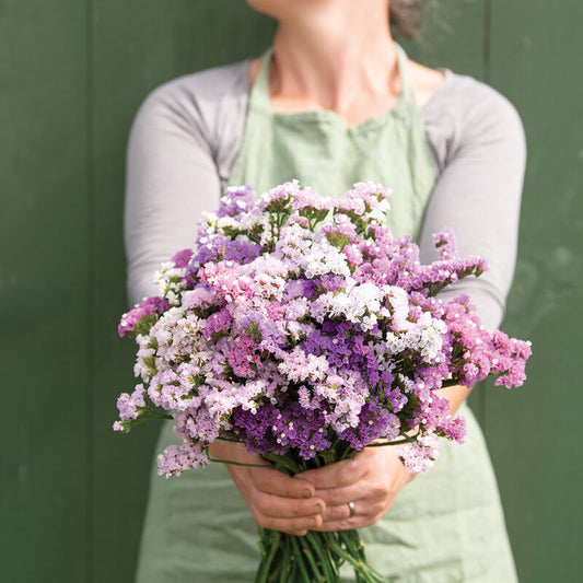 Statice Pastel Mix - 3 Pack