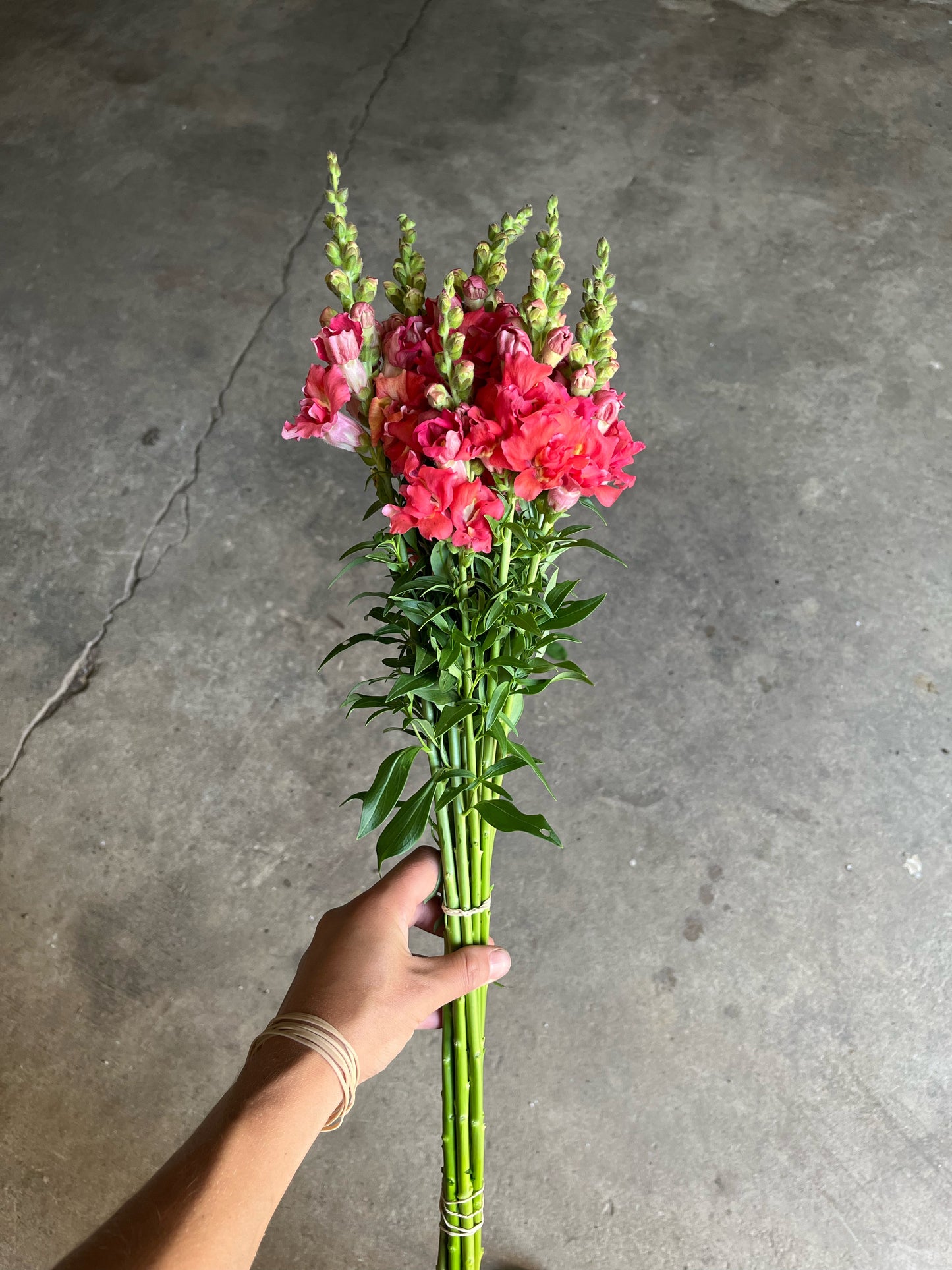 Snapdragon Madame Butterfly Cherry Bronze - 3 Pack