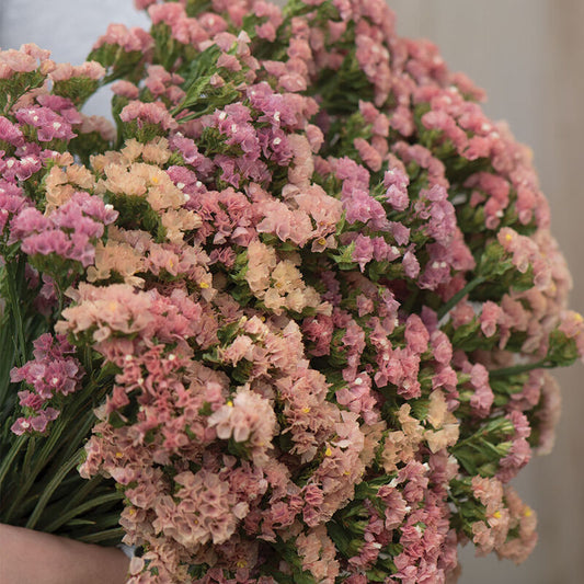 Statice Apricot - 3 Pack