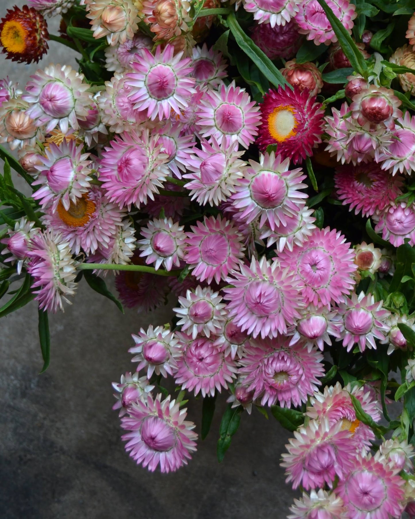 Strawflower Silvery Rose - 3 Pack