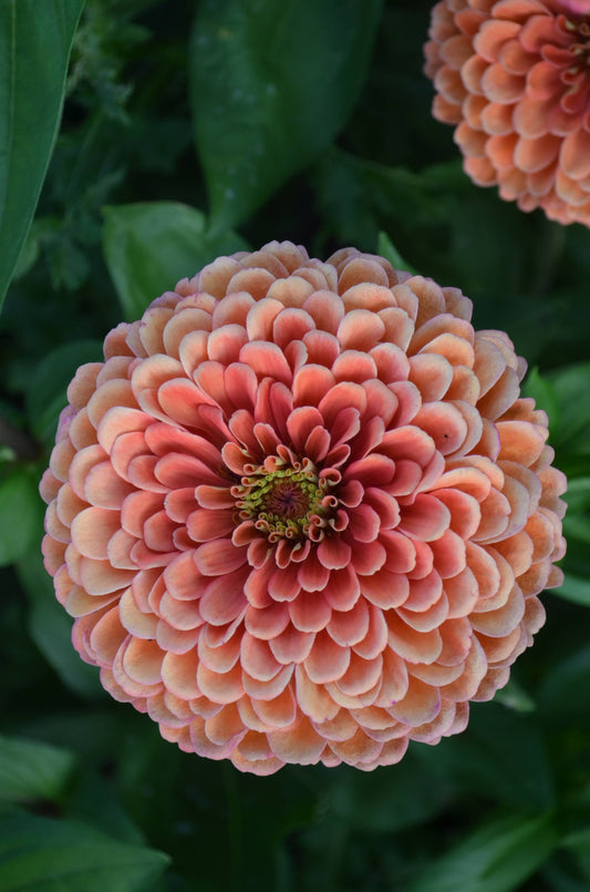 Zinnia Benary's Giant Salmon Rose - 3 Pack