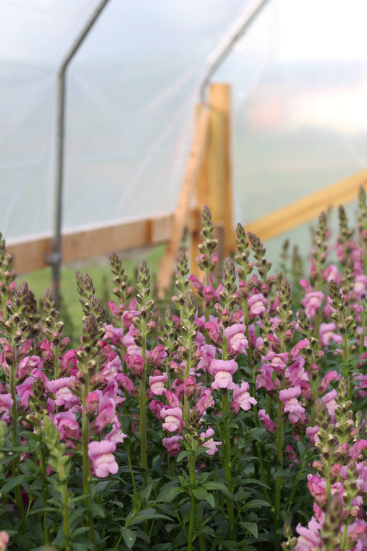 Snapdragon Rocket Orchid - 3 Pack