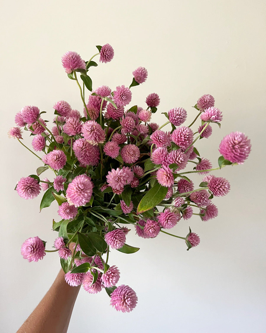 Gomphrena Raspberry Cream - 3 Pack