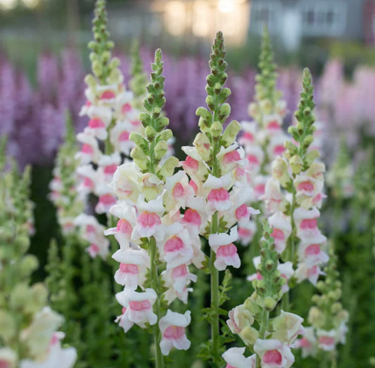 Snapdragon Potomac Appleblossom - 3 Pack