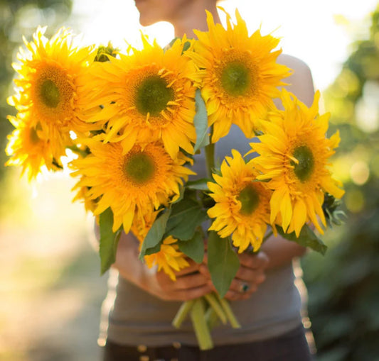 Sunflower Starburst Greenburst - 3 Pack