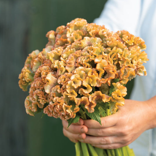 Celosia Crystal Beauty - 3 Pack