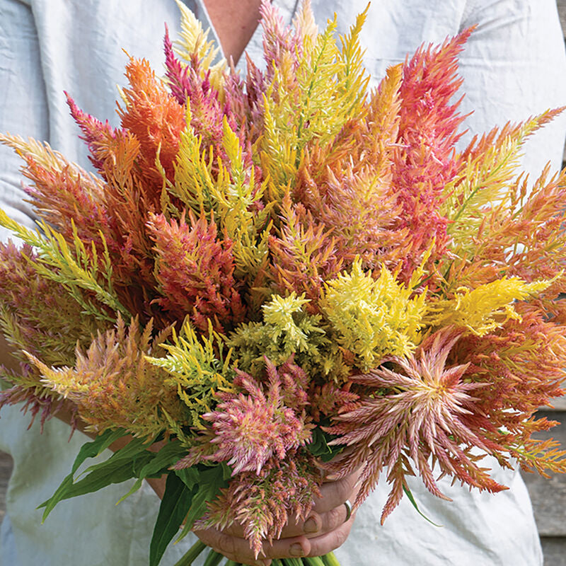 Celosia Shimmer - 3 Pack