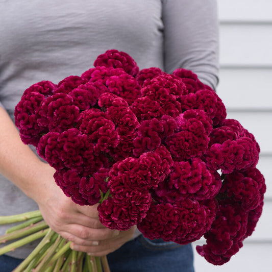 Celosia Cramer's Burgundy - 3 Pack