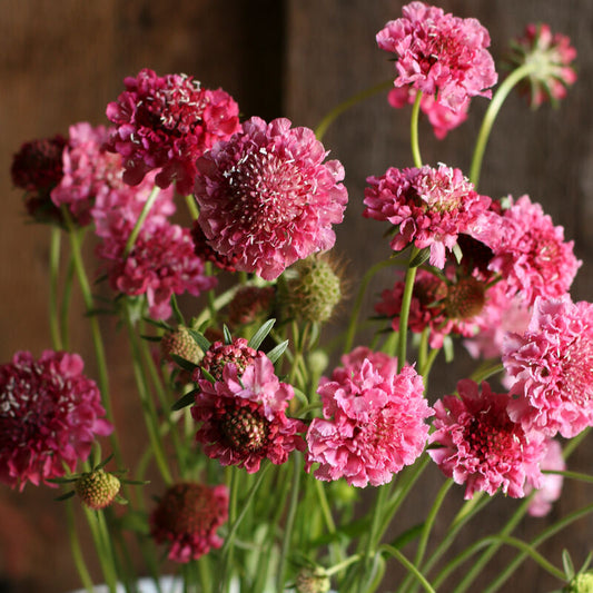 Scabiosa Salmon Queen - 3 Pack