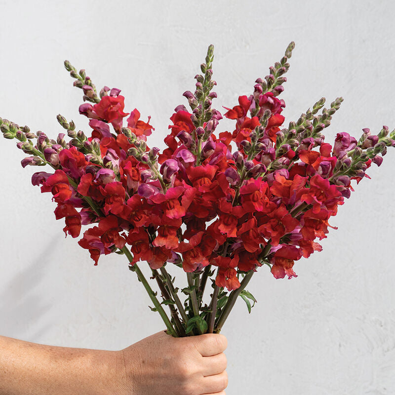 Snapdragon Orleans Red - 3 Pack