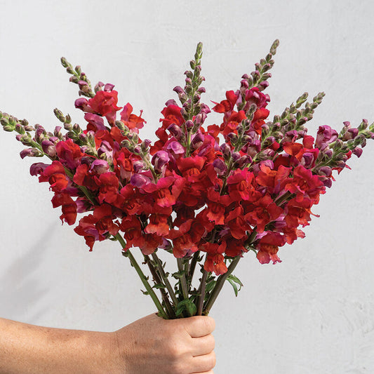 Snapdragon Orleans Red - 3 Pack