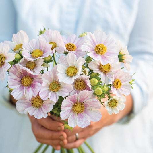 Cosmos Versailles Flush - 3 Pack