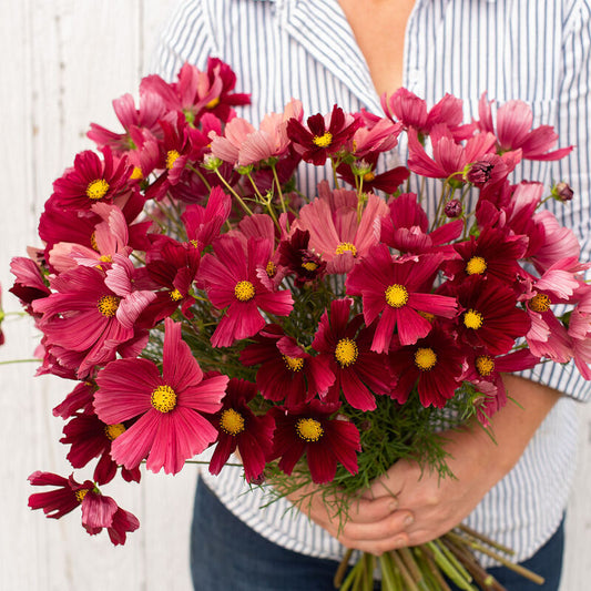 Cosmos Rubenza - 3 Pack