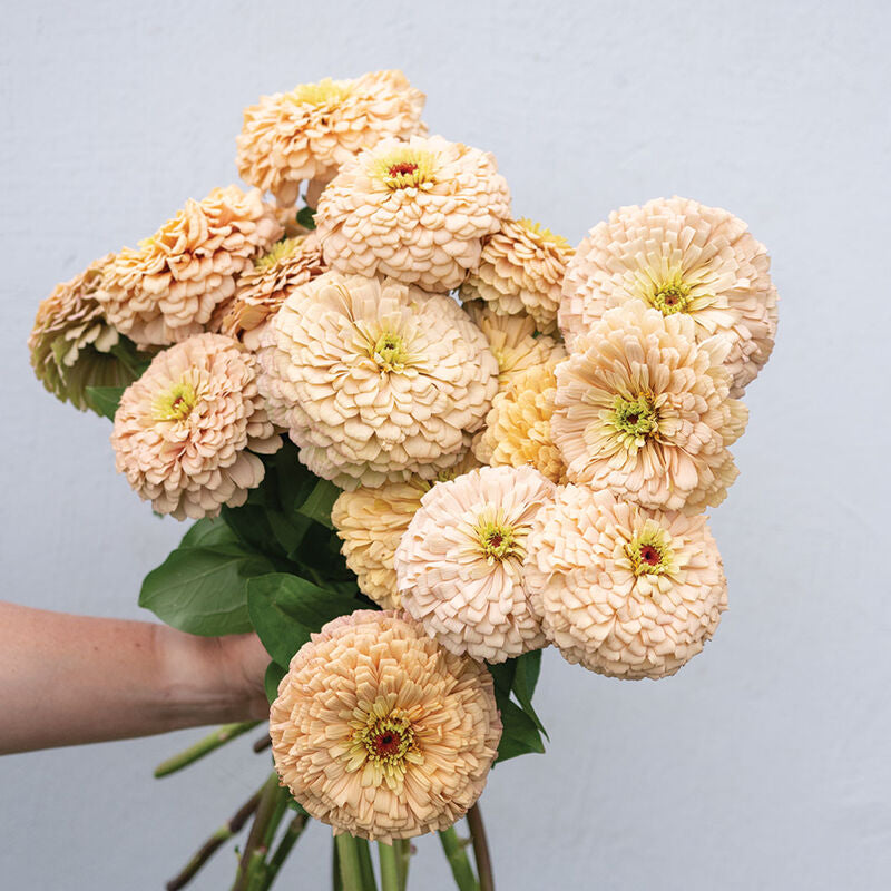 Zinnia Linen - 3 Pack