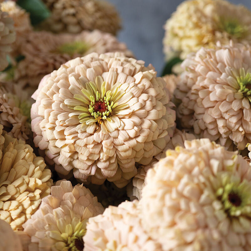 Zinnia Linen - 3 Pack