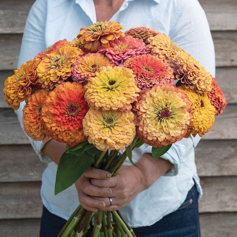 Zinnia Aurora - 3 Pack