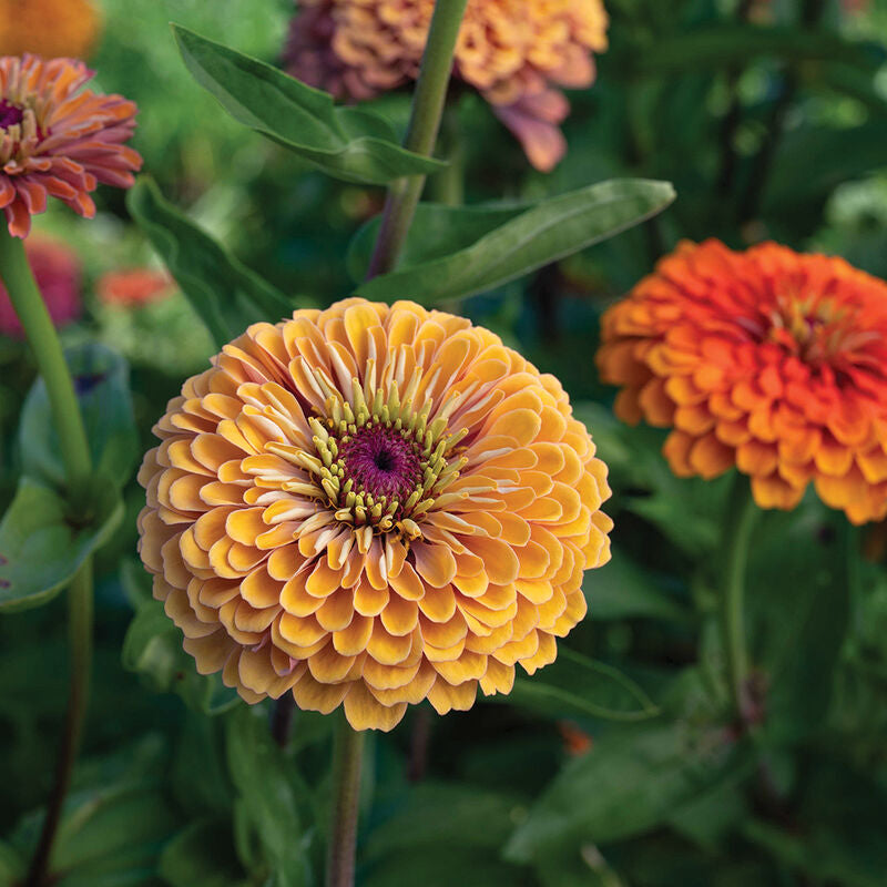 Zinnia Aurora - 3 Pack