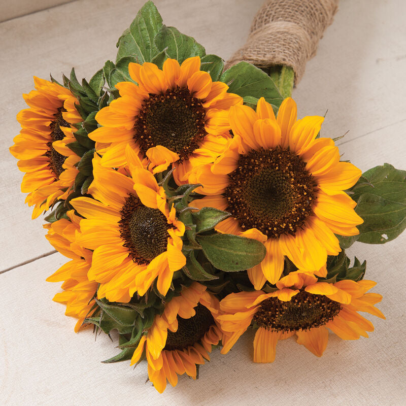 Sunflower Sonja - 3 Pack