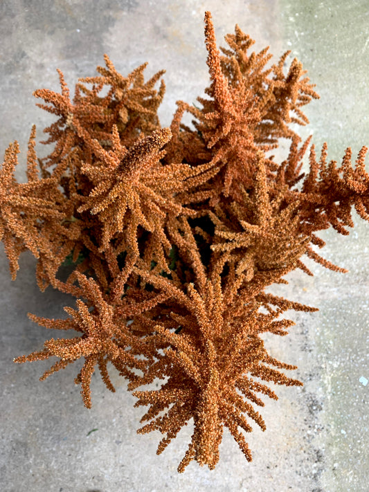 Amaranth Hot Biscuits - 3 Pack