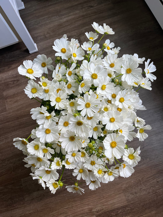 Cosmos Afternoon White - 3 Pack