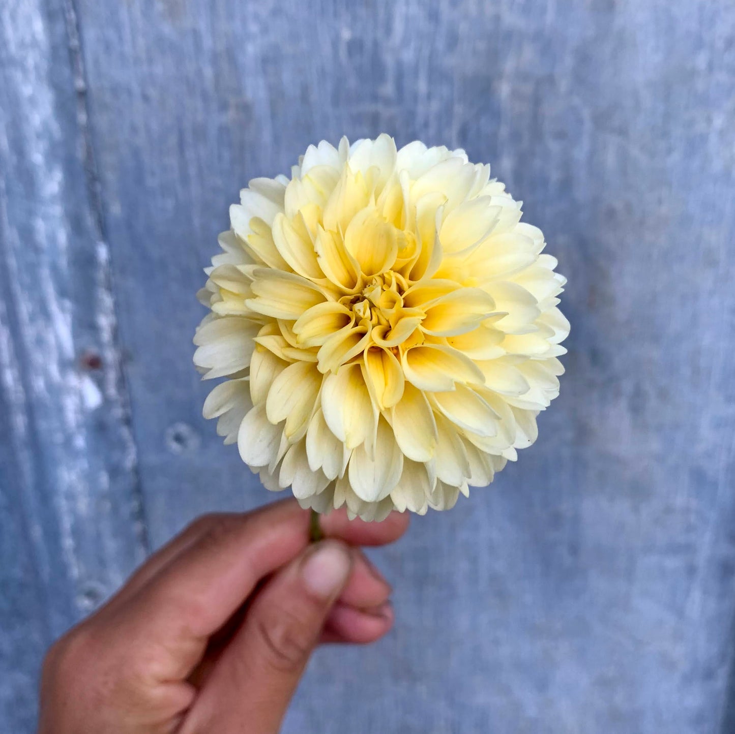 Dahlia Creamy