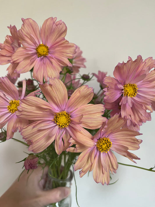 Cosmos Apricotta - 3 Pack