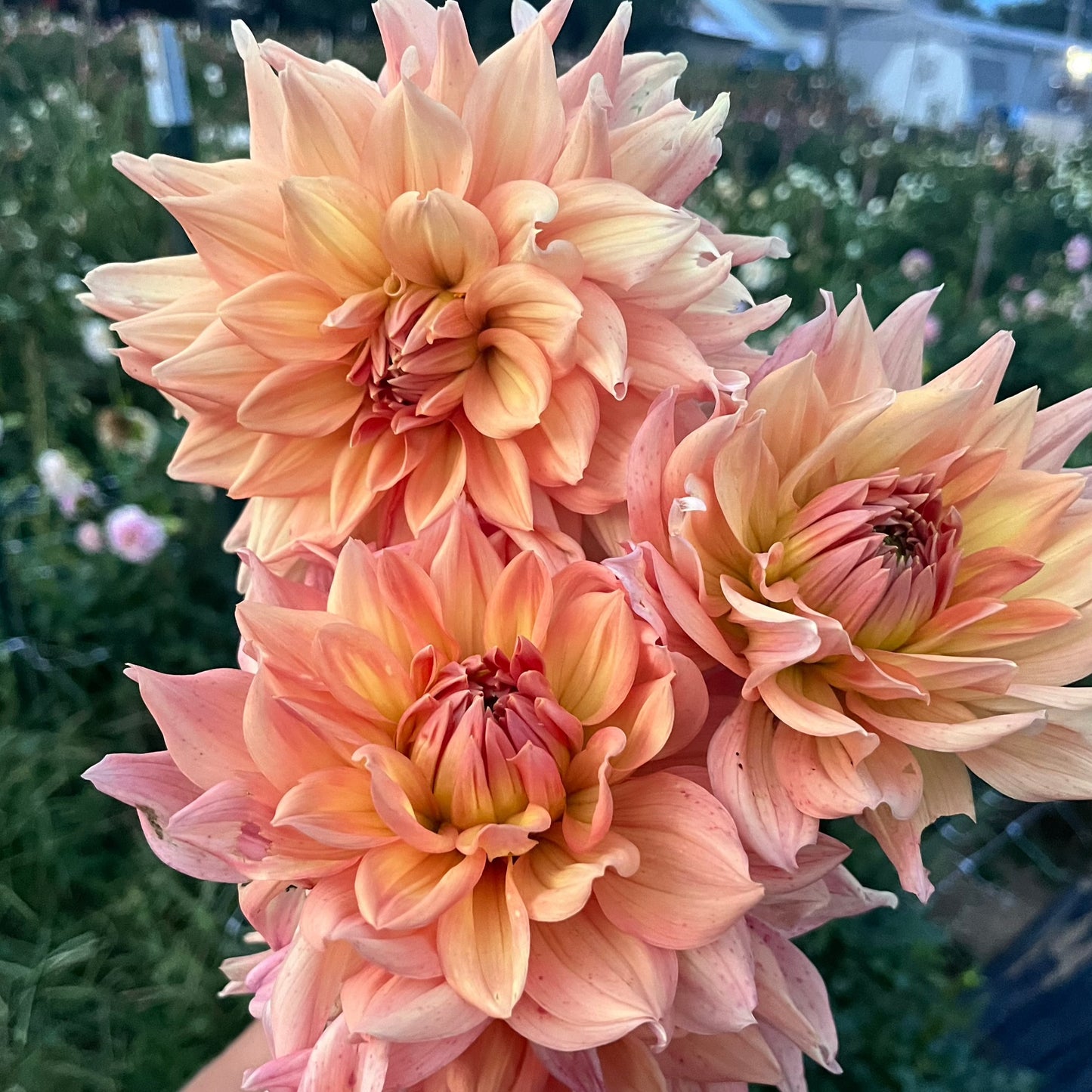 Dahlia Honeymoon