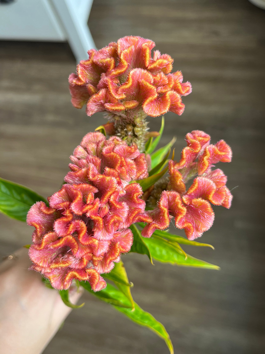 Celosia Delhi Pearl - 3 Pack