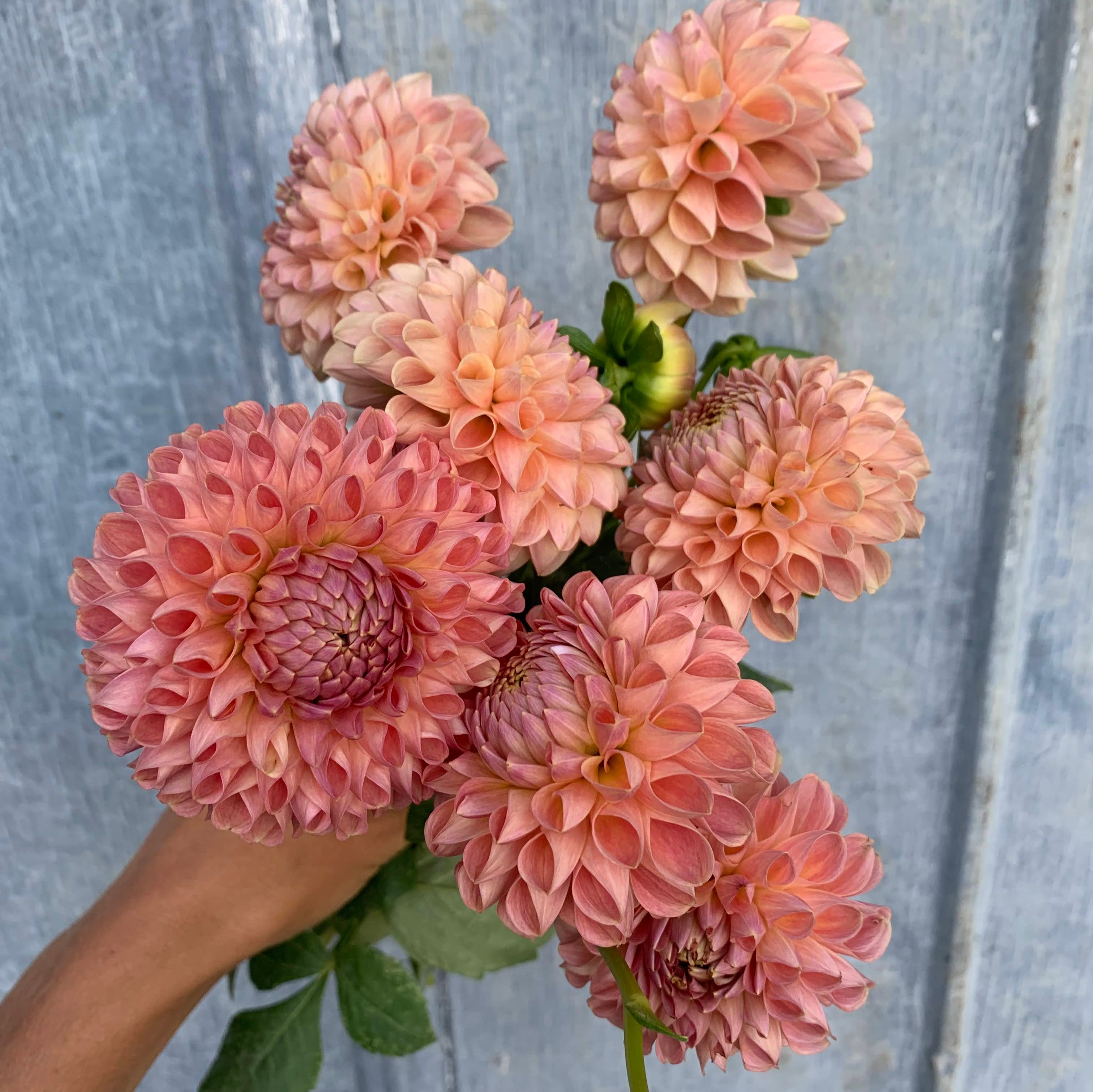 Dahlia Clearview Peachy – Flower Crush Farm