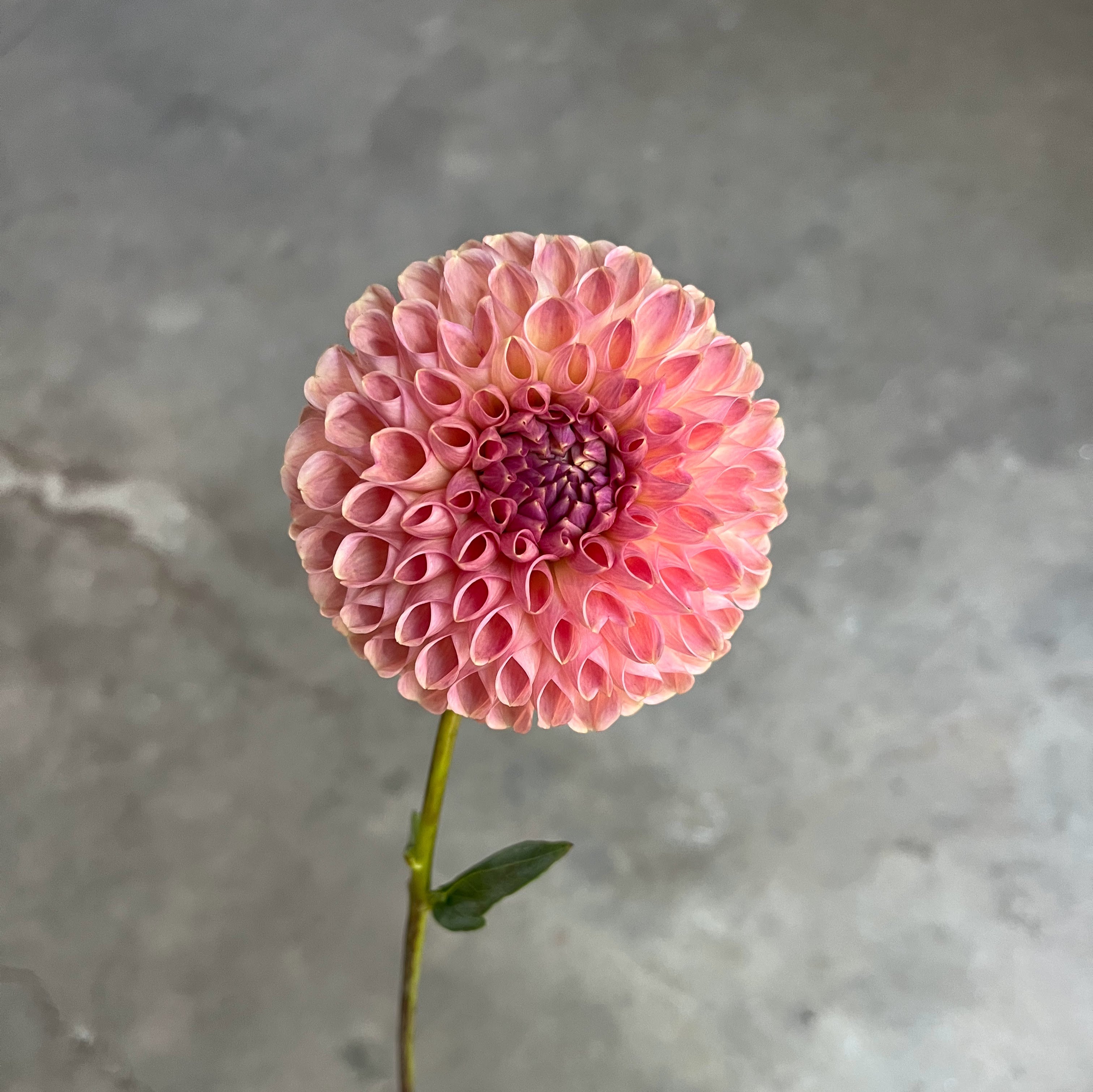 Dahlia Clearview Peachy – Flower Crush Farm