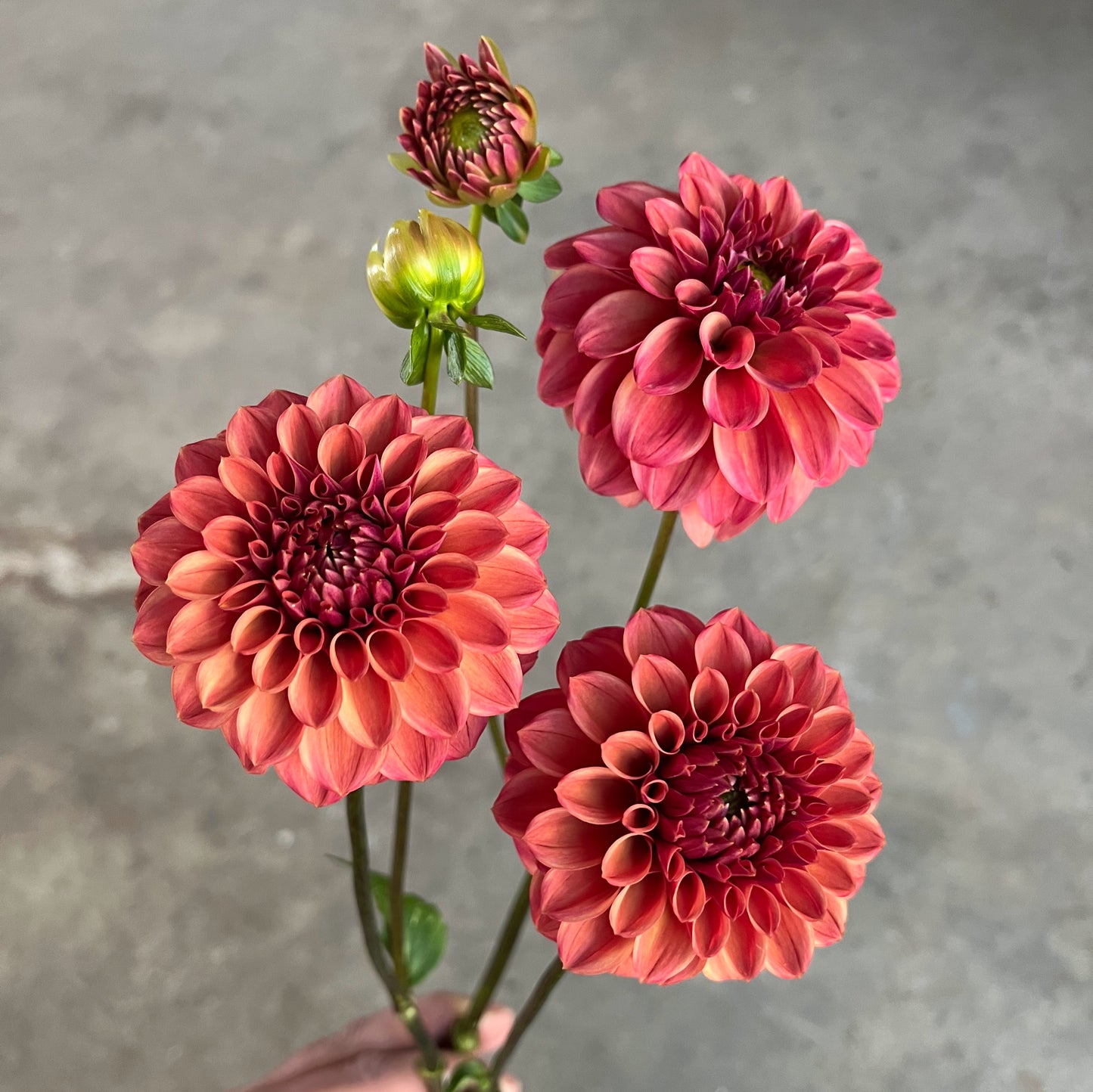 Dahlia Ice Tea