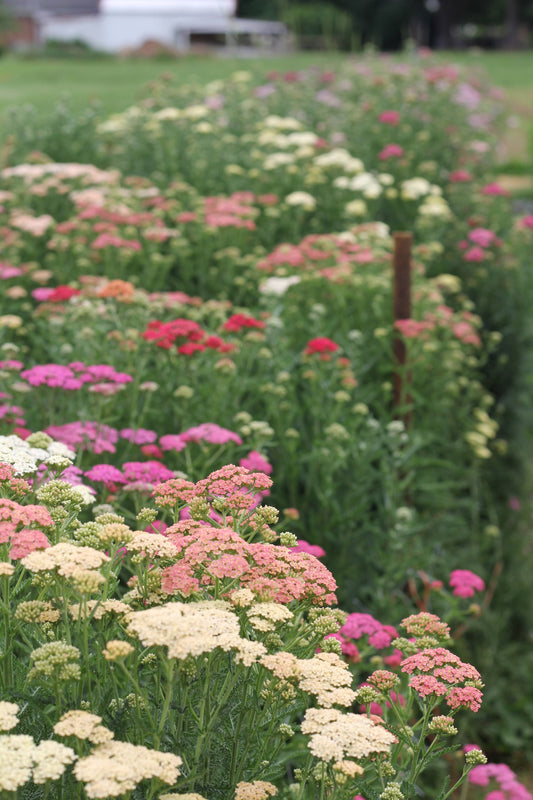 Yarrow Summer Pastels - 3 Pack