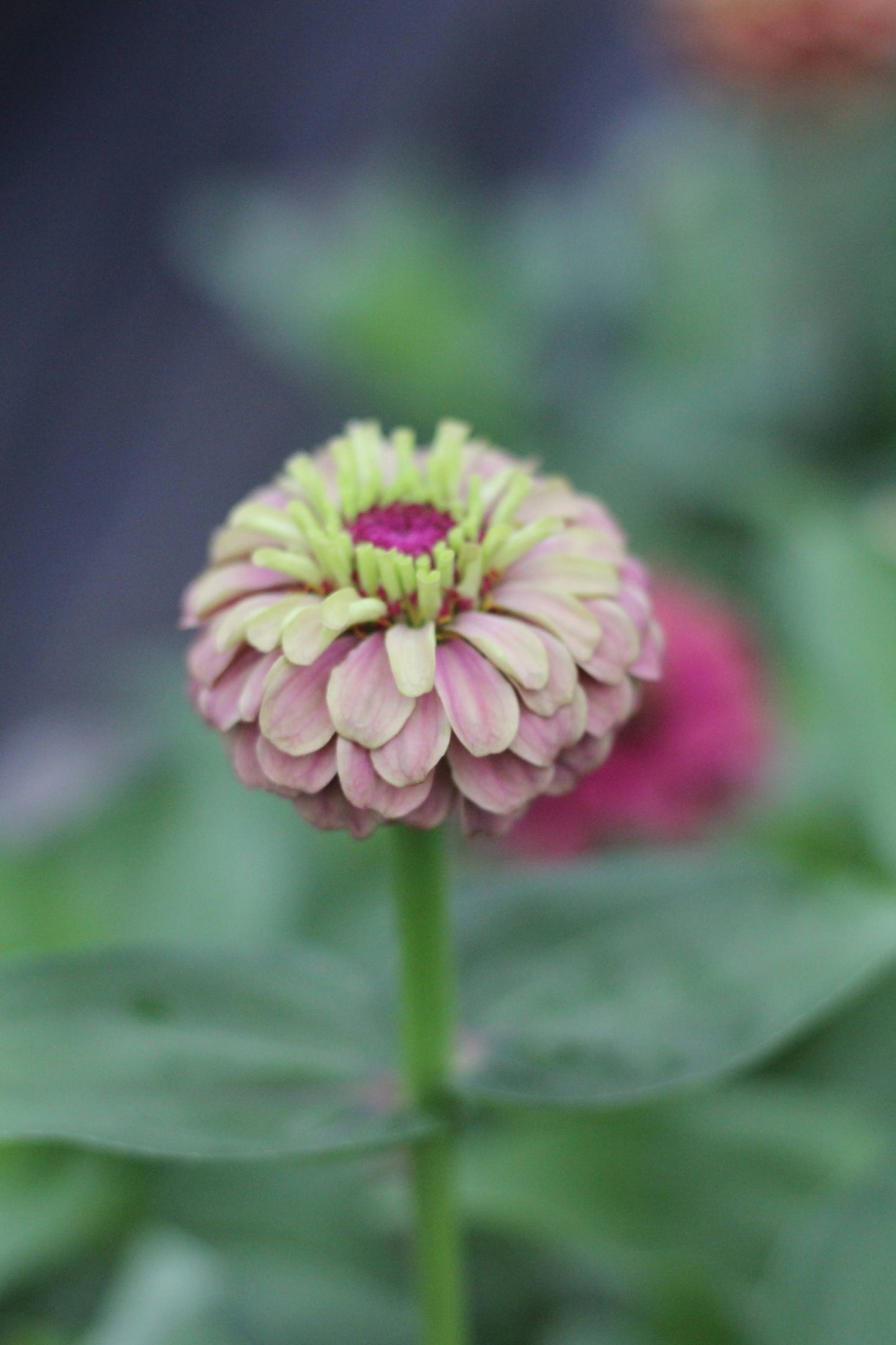 Zinnia Queeny Red Lime - 3 Pack