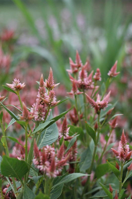 Celosia Celway Terracotta - 3 Pack