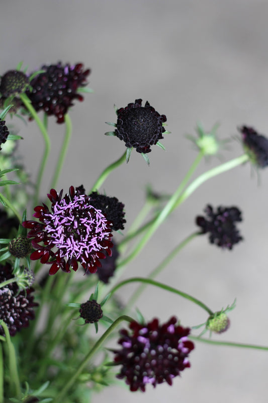 Scabiosa Black Knight - 3 Pack