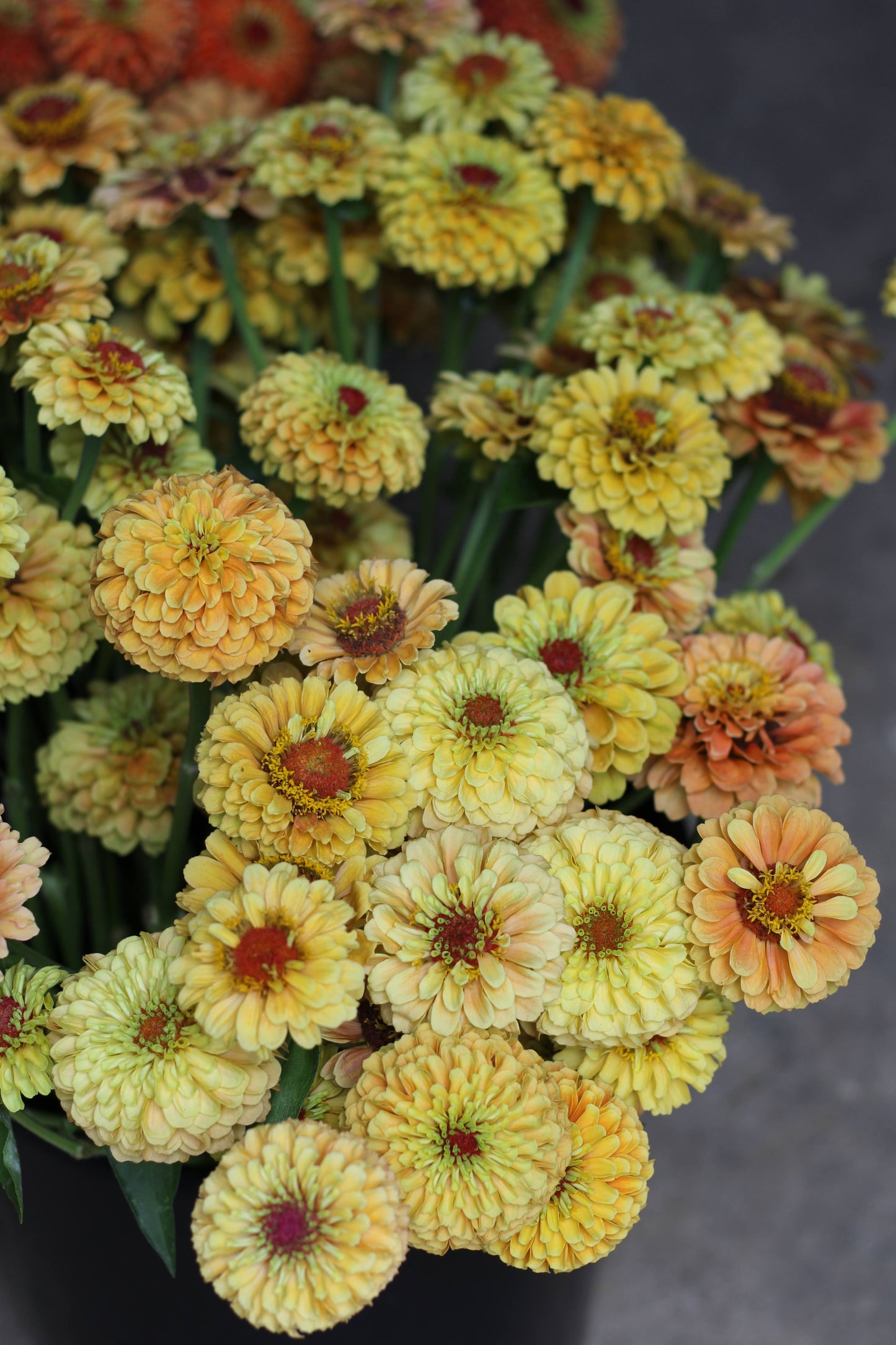 Zinnia Queeny Lemon Peach - 3 Pack