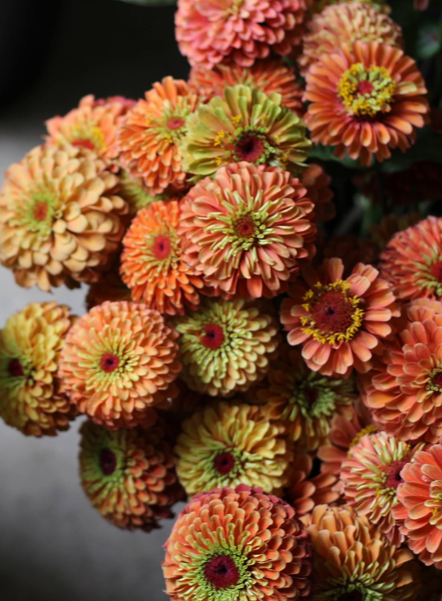 Zinnia Queeny Lime Orange - 3 Pack
