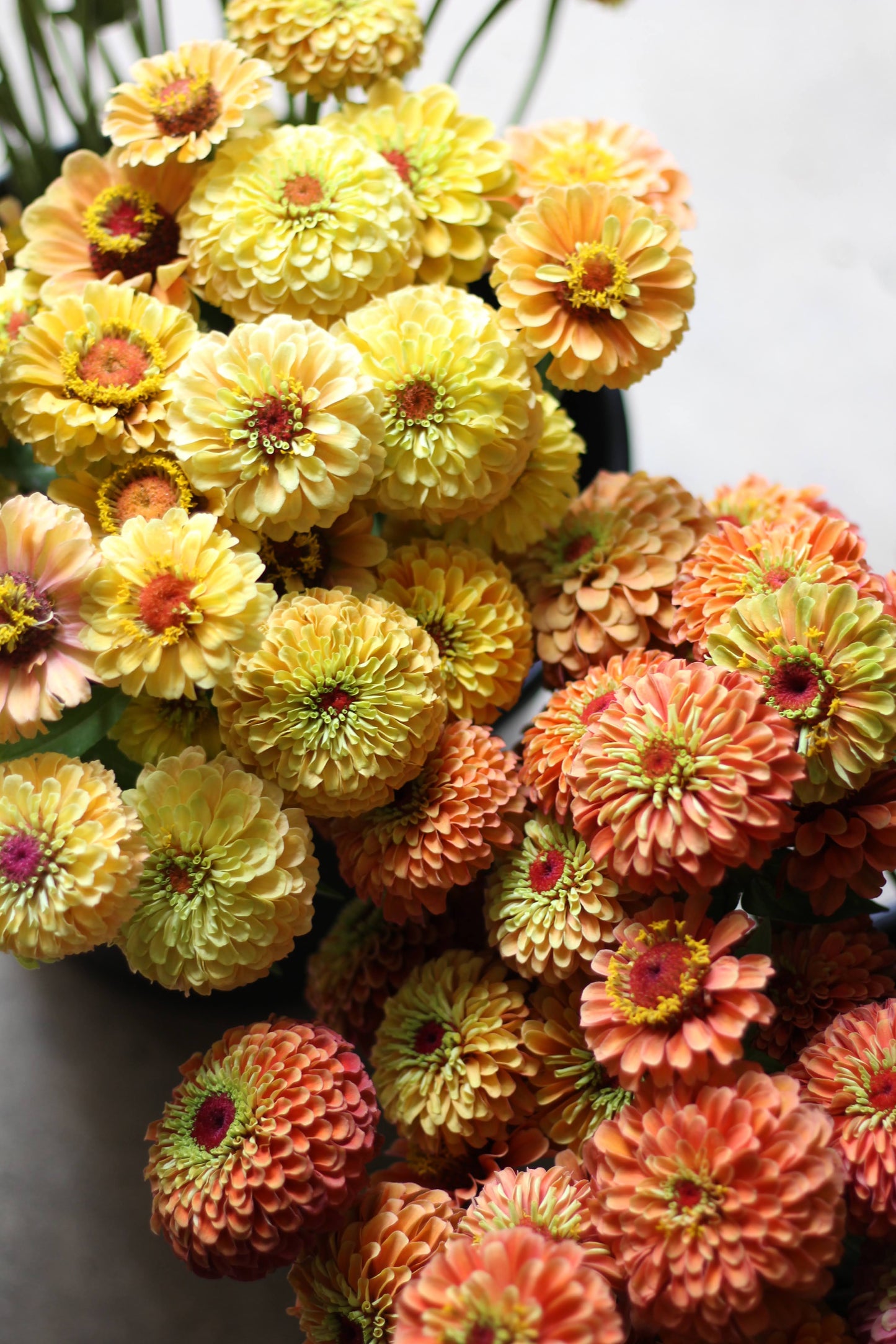 Zinnia Queeny Lemon Peach - 3 Pack