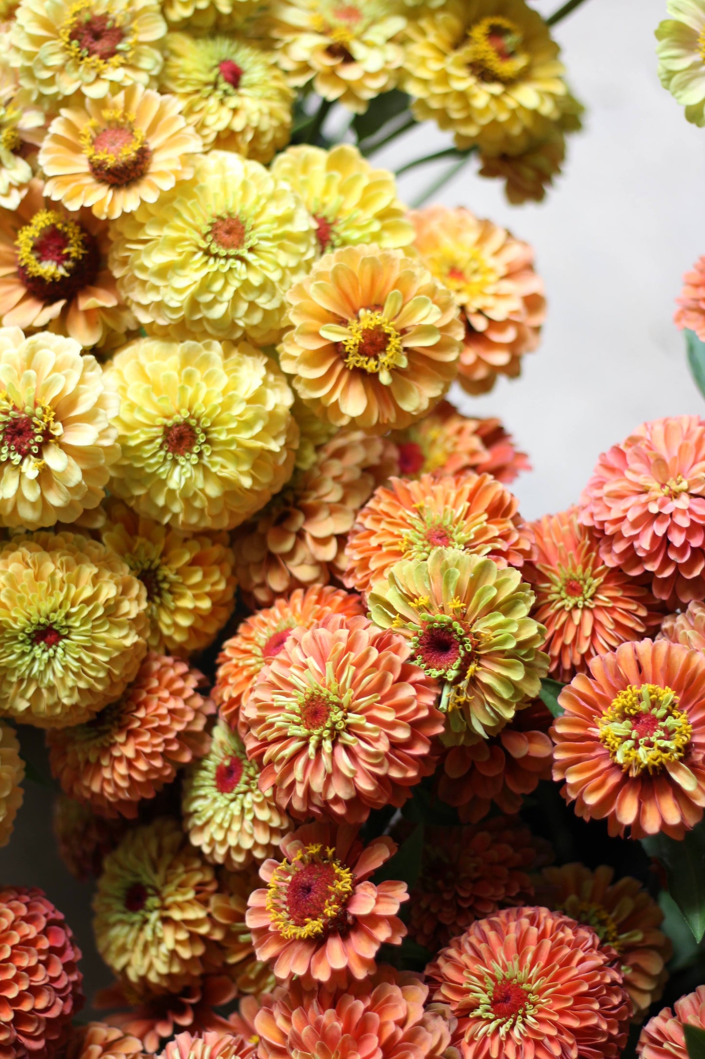 Zinnia Queeny Lime Orange - 3 Pack