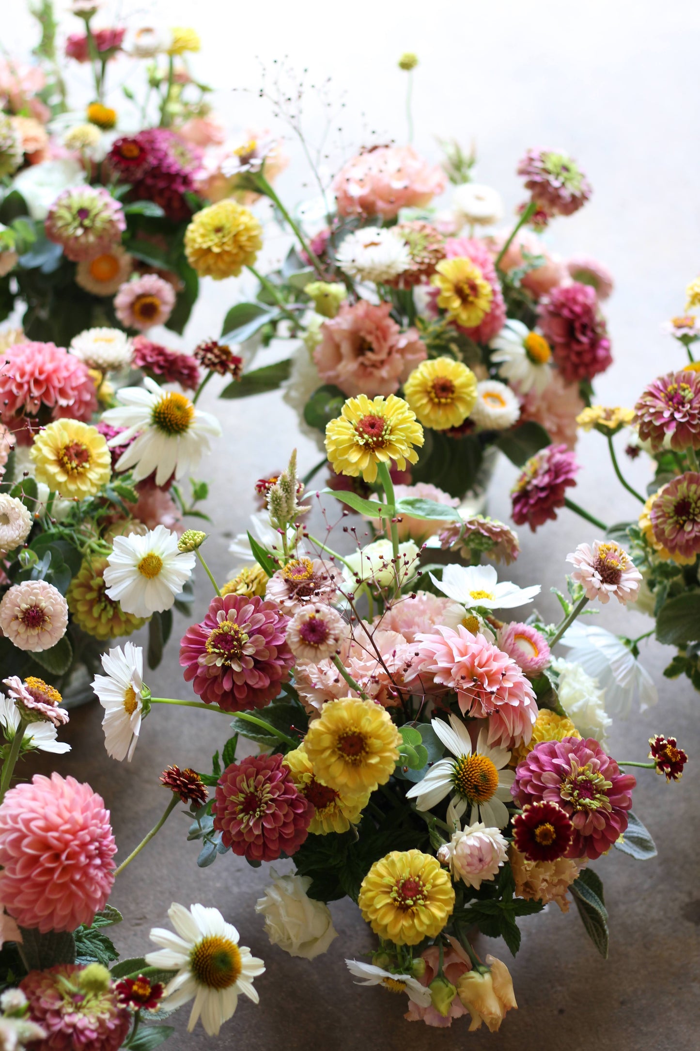 Zinnia Queeny Lemon Peach - 3 Pack