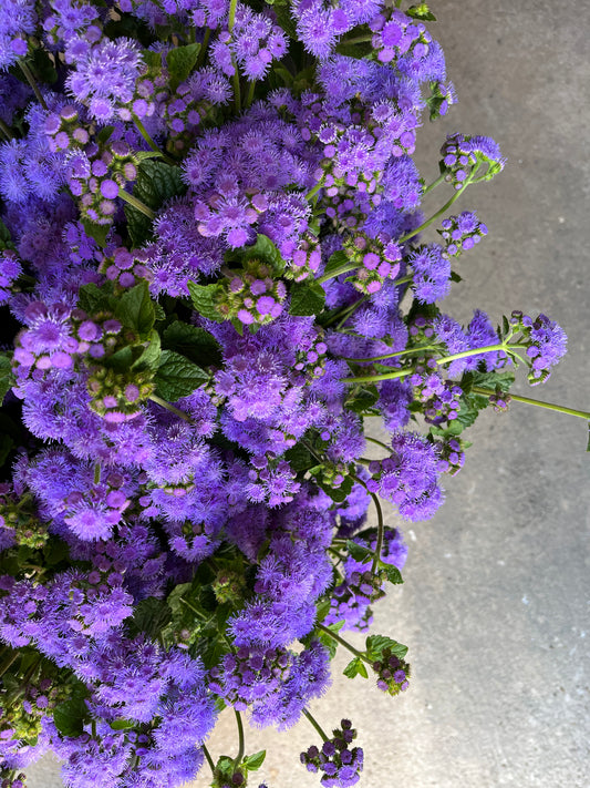 Ageratum - 3 pack