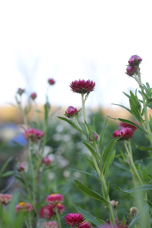 Strawflower Cranberry Rose - 3 Pack