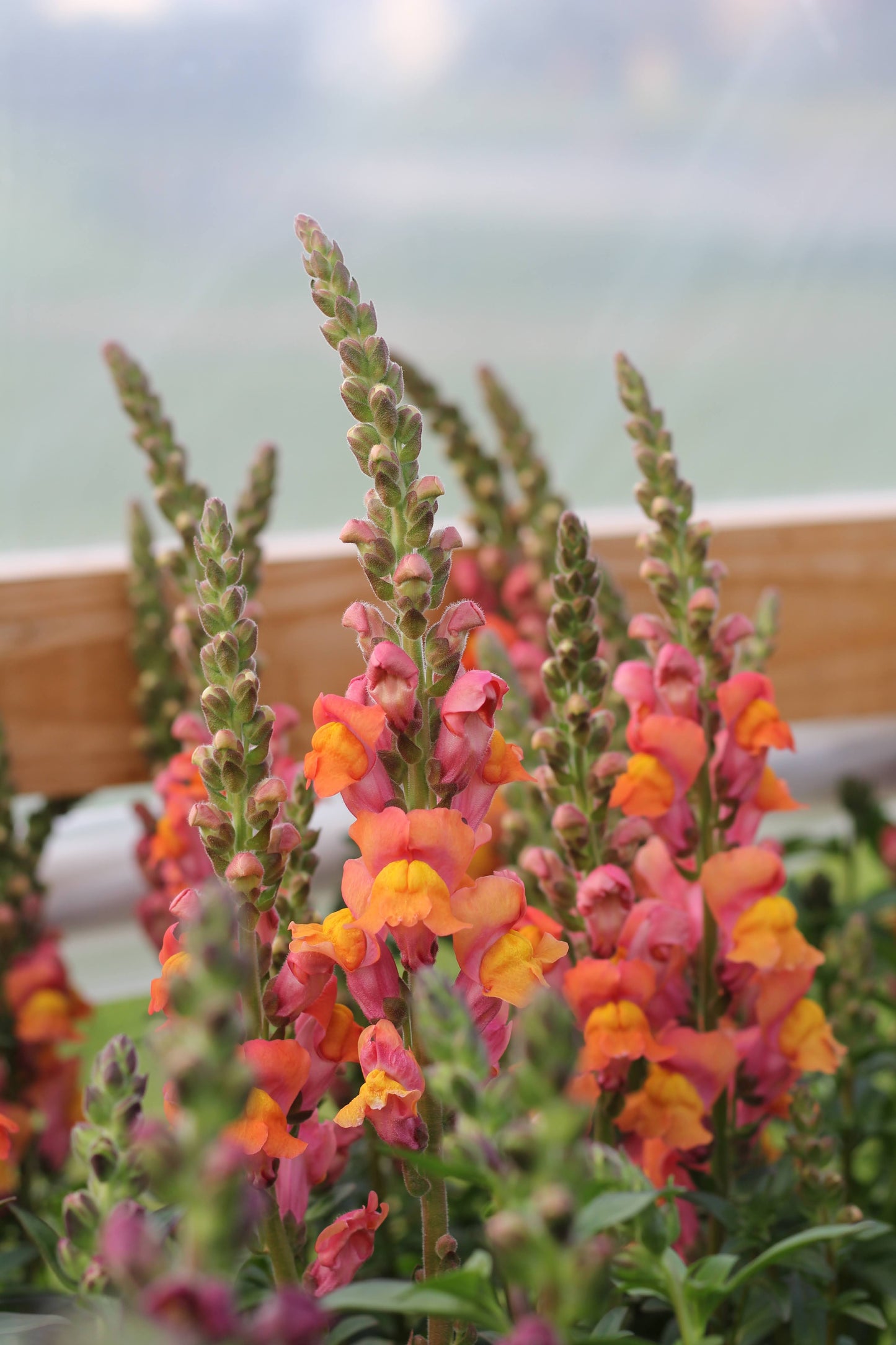 Snapdragon Potomac Orange - 3 Pack