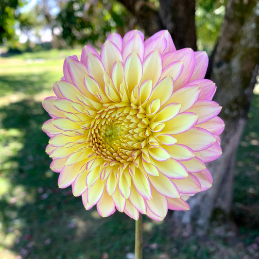 Dahlia Bloomquist Blush