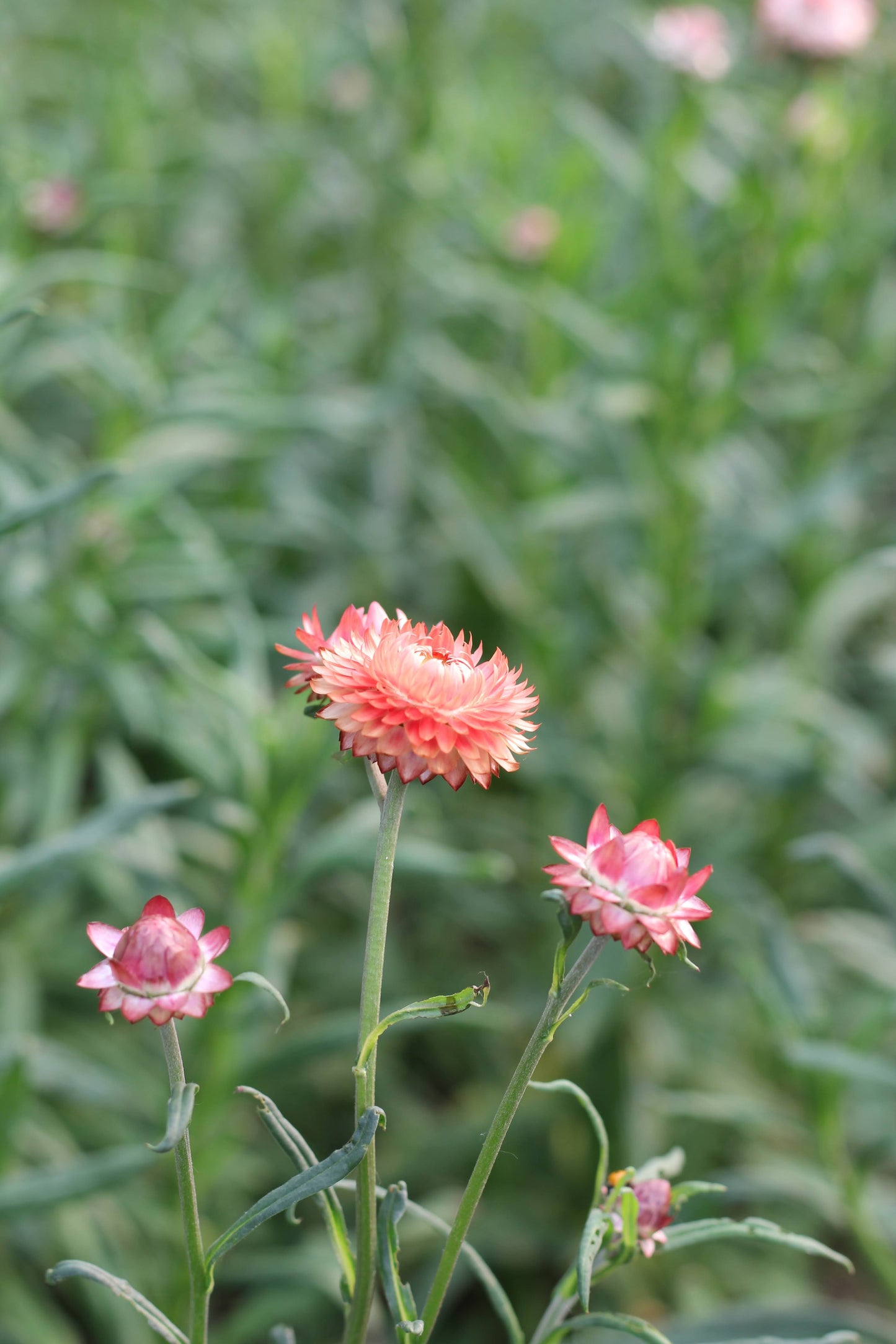 Strawflower Peach/Apricot - 3 Pack