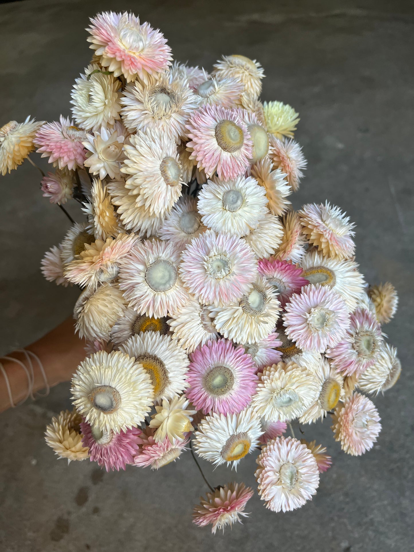 Strawflower Silvery Rose - 3 Pack